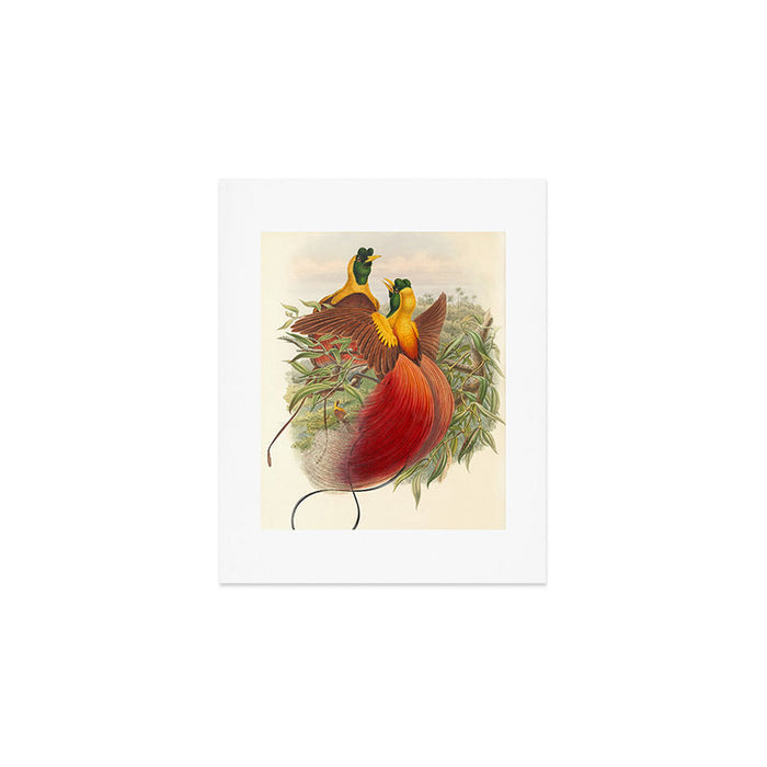 Birds-of-paradise (Paradisea Sanguinea) by John Gould, 1875-1888 (benefitting the Nature Conservancy) Art Print Gallery Image 1
