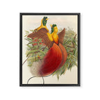 Birds-of-paradise (Paradisea Sanguinea) by John Gould, 1875-1888 (benefitting the Nature Conservancy) Framed Canvas Print Gallery Image 6
