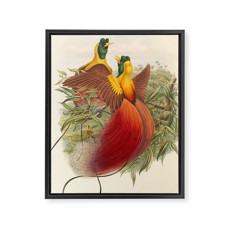Birds-of-paradise (Paradisea Sanguinea) by John Gould, 1875-1888 (benefitting the Nature Conservancy) Framed Canvas Print Gallery Image 6