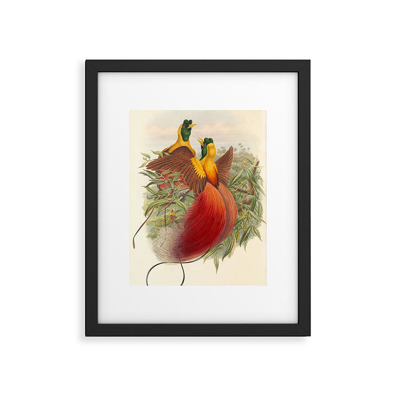 Birds-of-paradise (Paradisea Sanguinea) by John Gould, 1875-1888 (benefitting the Nature Conservancy) Framed Art Print Gallery Image 5