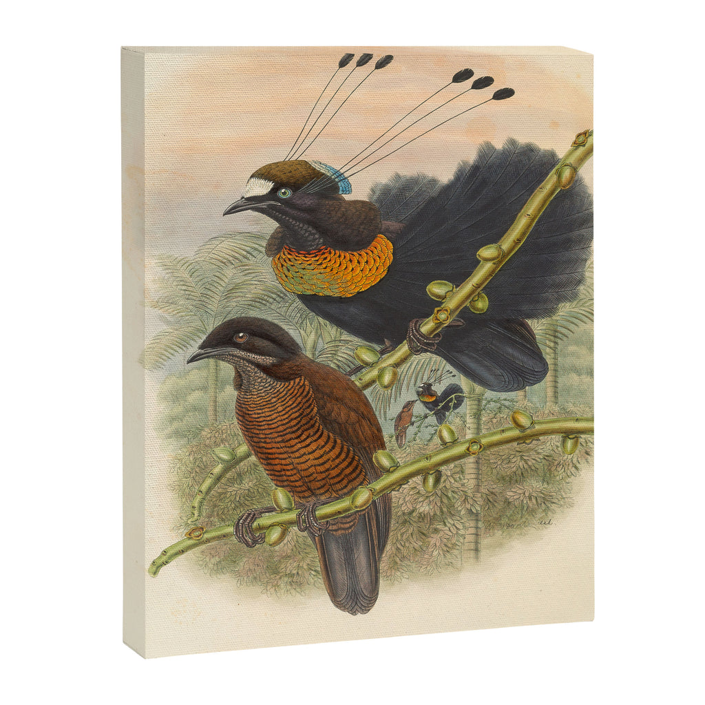 Birds-of-paradise (Parotia Lawesi) by John Gould, 1875-1888 (benefitting the Nature Conservancy) Canvas Print Gallery Image 6