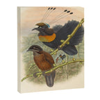 Birds-of-paradise (Parotia Lawesi) by John Gould, 1875-1888 (benefitting the Nature Conservancy) Canvas Print Gallery Image 6