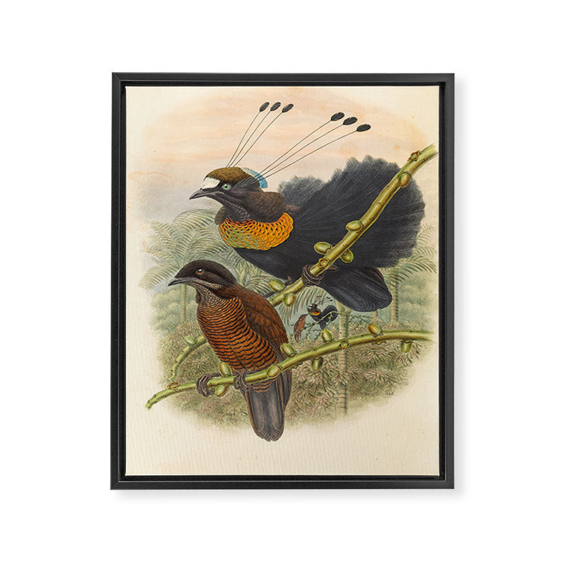 Birds-of-paradise (Parotia Lawesi) by John Gould, 1875-1888 (benefitting the Nature Conservancy) Framed Canvas Print Gallery Image 6