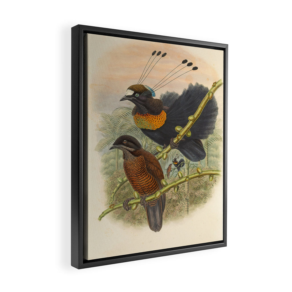 Birds-of-paradise (Parotia Lawesi) by John Gould, 1875-1888 (benefitting the Nature Conservancy) Framed Canvas Print Gallery Image 2