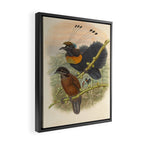 Birds-of-paradise (Parotia Lawesi) by John Gould, 1875-1888 (benefitting the Nature Conservancy) Framed Canvas Print Gallery Image 2
