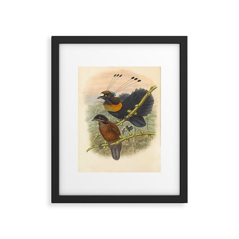 Birds-of-paradise (Parotia Lawesi) by John Gould, 1875-1888 (benefitting the Nature Conservancy) Framed Art Print Gallery Image 5