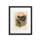 Birds-of-paradise (Parotia Lawesi) by John Gould, 1875-1888 (benefitting the Nature Conservancy) Framed Art Print Gallery Image 5