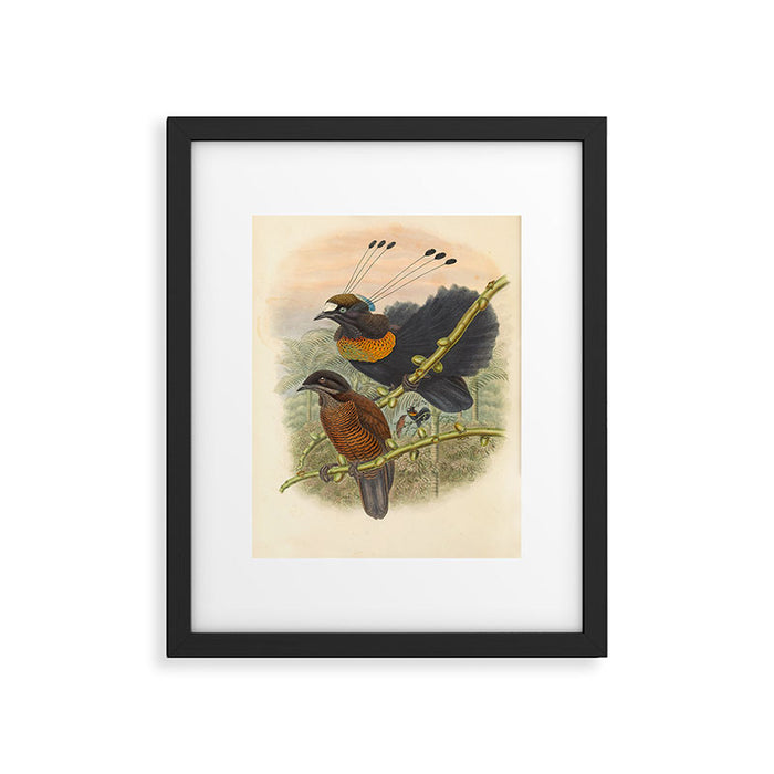 Birds-of-paradise (Parotia Lawesi) by John Gould, 1875-1888 (benefitting the Nature Conservancy) Framed Art Print Gallery Image 1