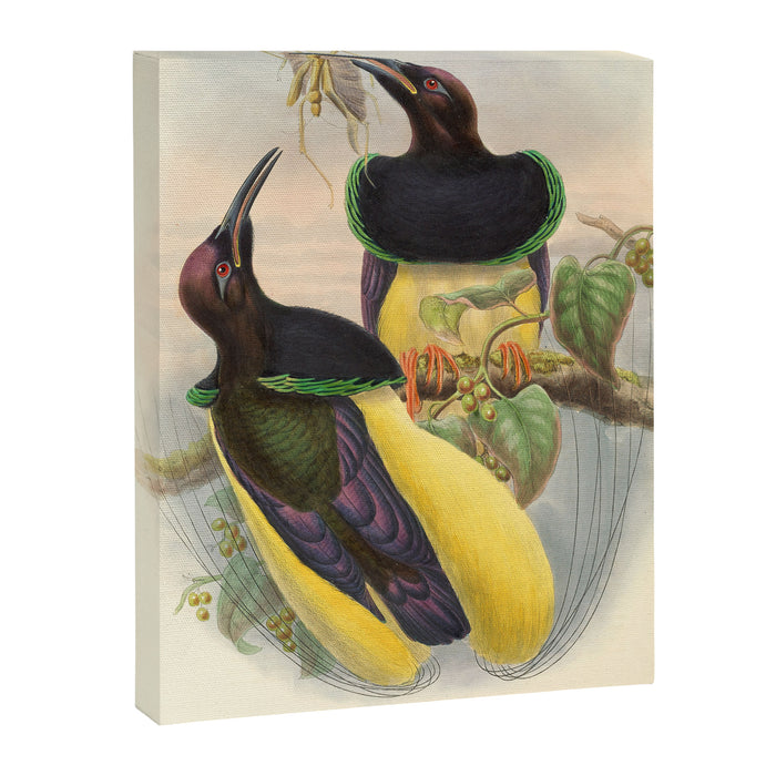 Birds-of-paradise (Seleucides Negricans) by John Gould, 1875-1888 (benefitting the Nature Conservancy) Canvas Print Gallery Image 1