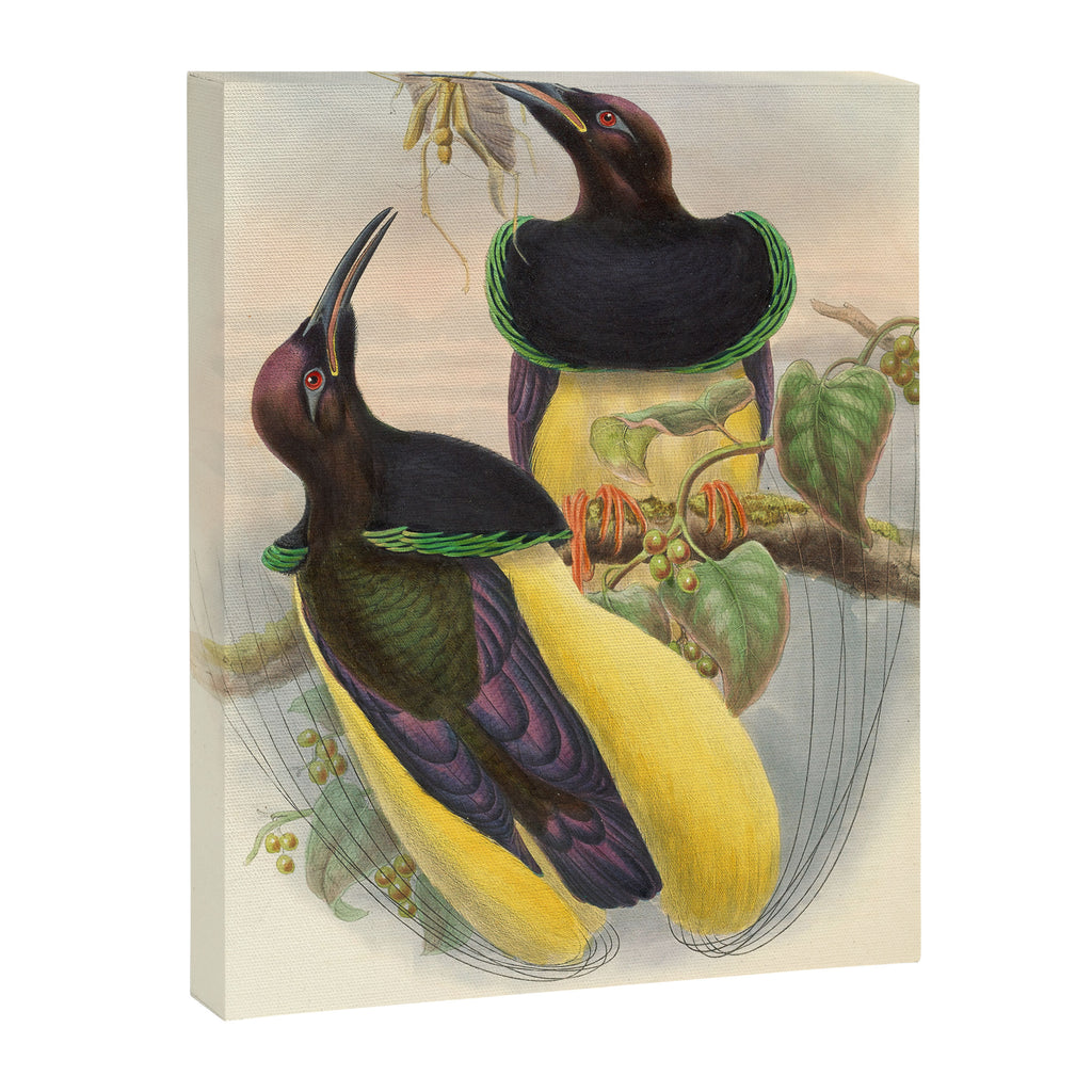 Birds-of-paradise (Seleucides Negricans) by John Gould, 1875-1888 (benefitting the Nature Conservancy) Canvas Print Gallery Image 6