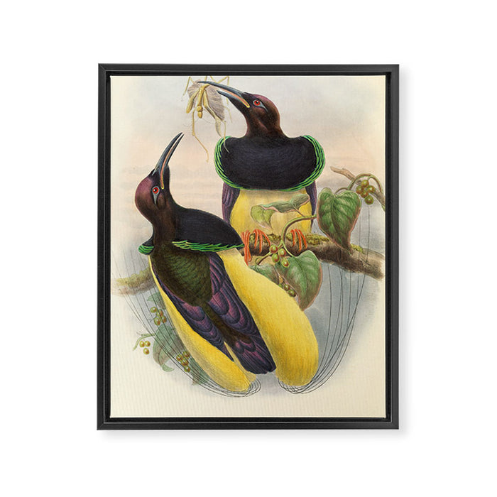 Birds-of-paradise (Seleucides Negricans) by John Gould, 1875-1888 (benefitting the Nature Conservancy) Framed Canvas Print Gallery Image 1