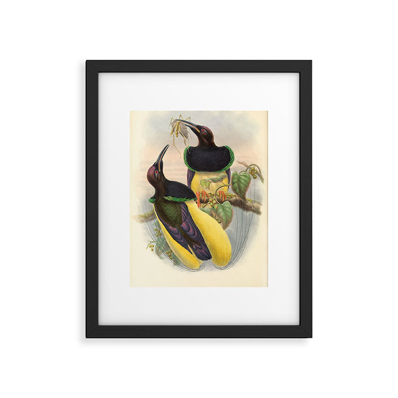 Birds-of-paradise (Seleucides Negricans) by John Gould, 1875-1888 (benefitting the Nature Conservancy) Framed Art Print Gallery Image 5