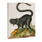 Black lemur by George Edwards, 1758 (benefiting The Nature Conservancy) Canvas Print Gallery Image 6