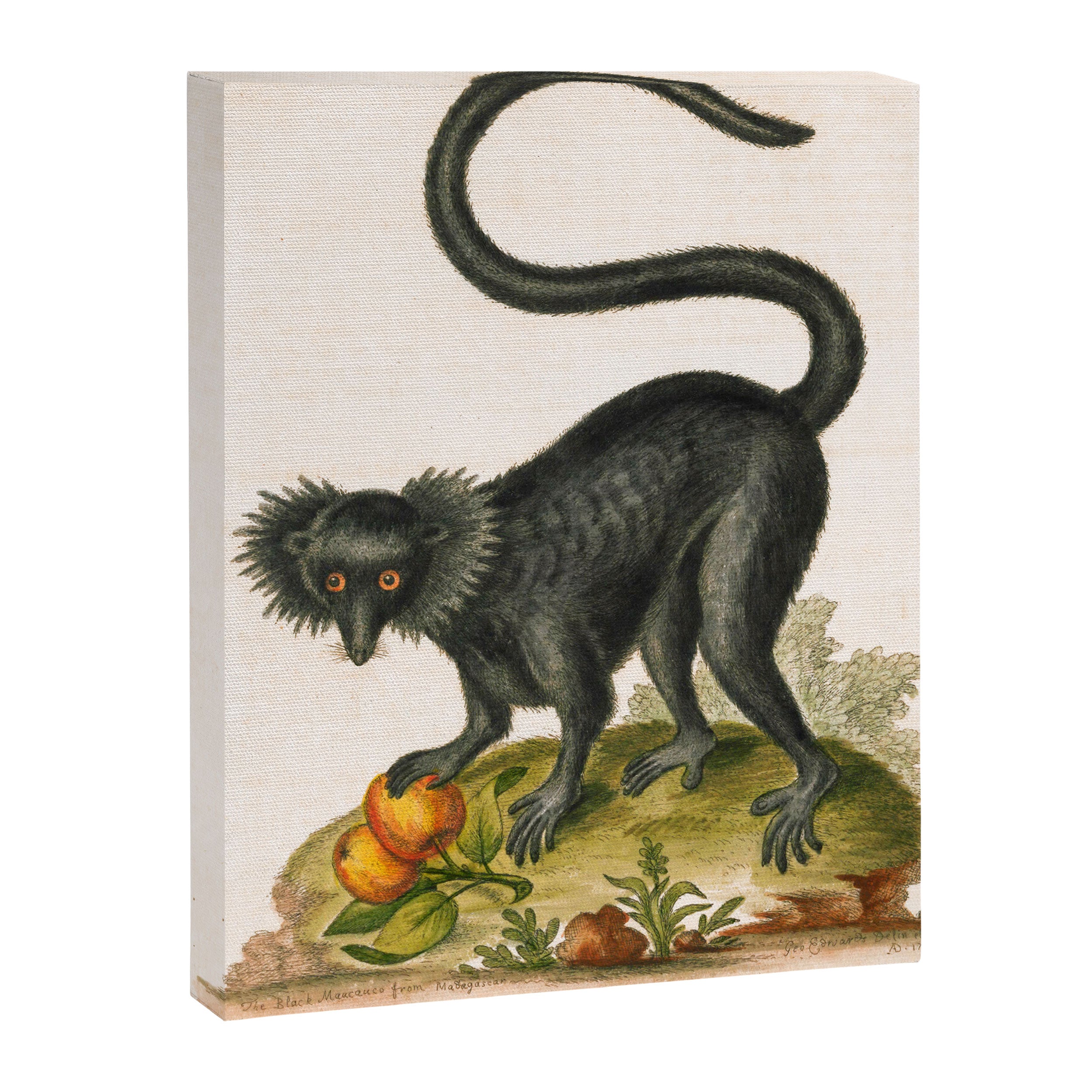 Black lemur by George Edwards, 1758 (benefiting The Nature Conservancy) Canvas Print Gallery Image 6