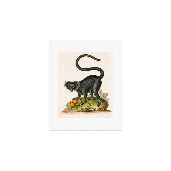 Black lemur by George Edwards, 1758 (benefiting The Nature Conservancy) Art Print Gallery Image 1