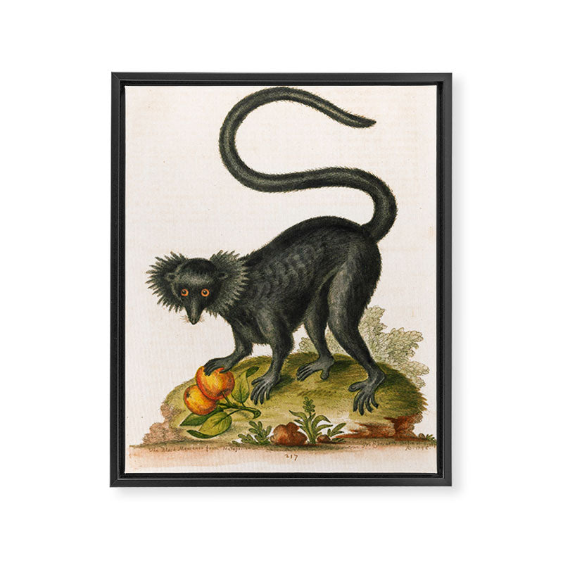 Black lemur by George Edwards, 1758 (benefiting The Nature Conservancy) Framed Canvas Print Gallery Image 6