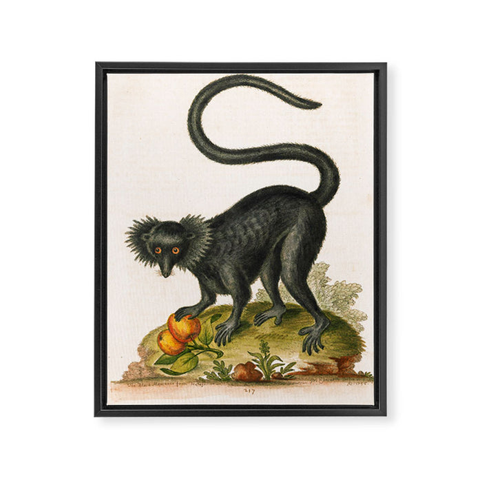 Black lemur by George Edwards, 1758 (benefiting The Nature Conservancy) Framed Canvas Print Gallery Image 1