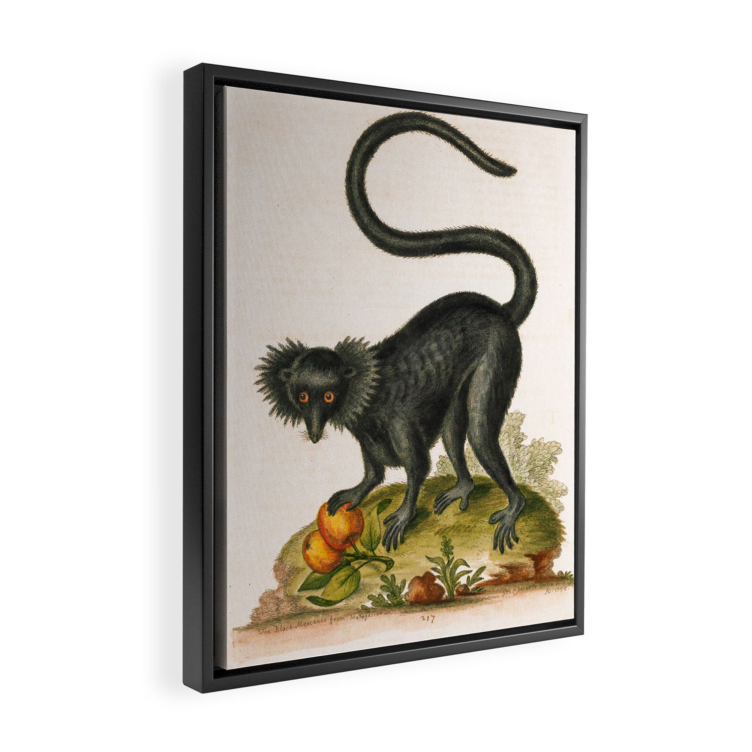 Black lemur by George Edwards, 1758 (benefiting The Nature Conservancy) Framed Canvas Print Gallery Image 2