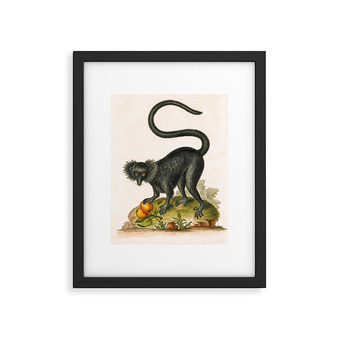 Black lemur by George Edwards, 1758 (benefiting The Nature Conservancy) Framed Art Print Gallery Image 1