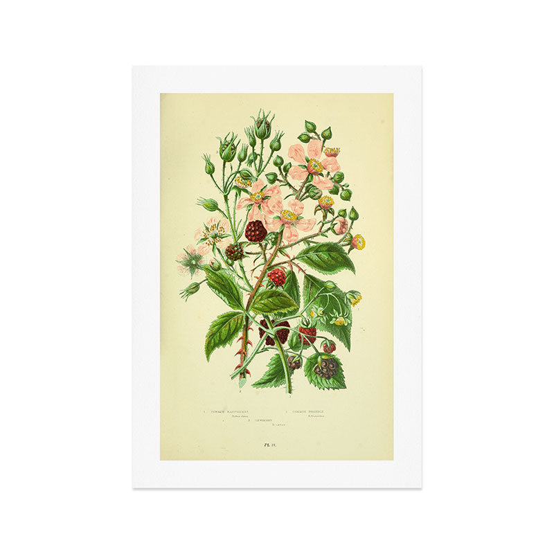 Blackberry and raspberry by Anne Pratt, 1800s (benefitting The Nature Conservancy) Art Print Gallery Image 1