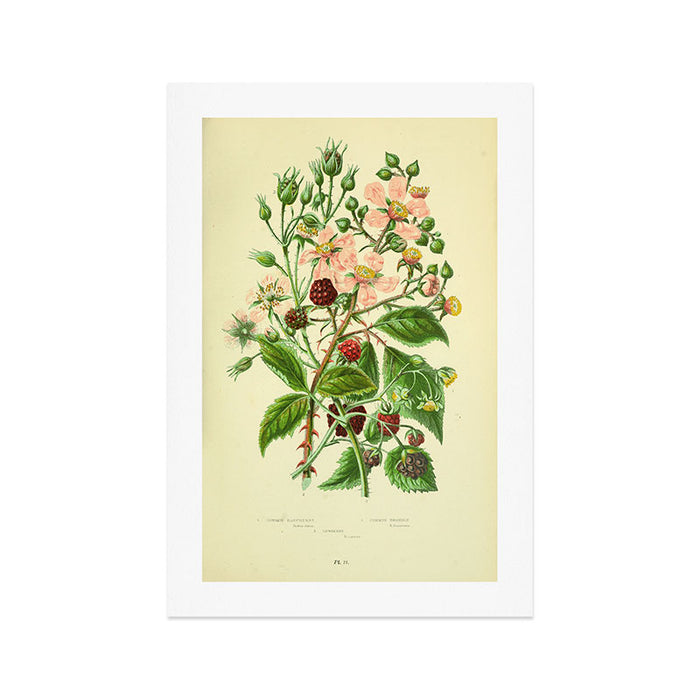 Blackberry and raspberry by Anne Pratt, 1800s (benefitting The Nature Conservancy) Art Print Gallery Image 1