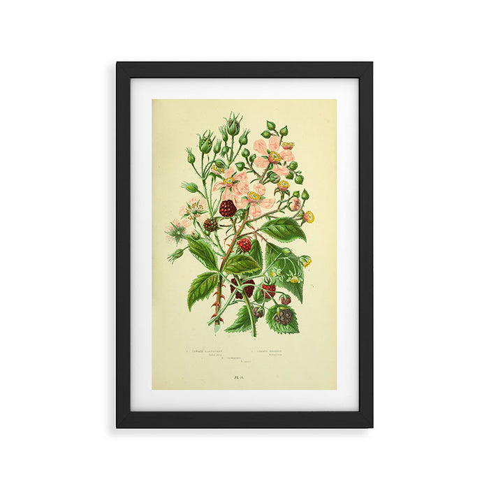 Blackberry and raspberry by Anne Pratt, 1800s (benefitting The Nature Conservancy) Framed Art Print Gallery Image 1