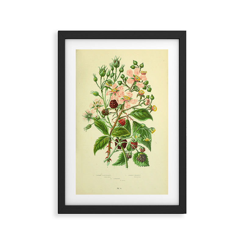 Blackberry and raspberry by Anne Pratt, 1800s (benefitting The Nature Conservancy) Framed Art Print Gallery Image 2