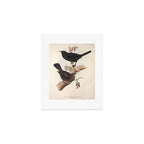 Blackbird by John and Elizabeth Gould, 1837 (benefitting The Audubon Society) Art Print Gallery Image 1