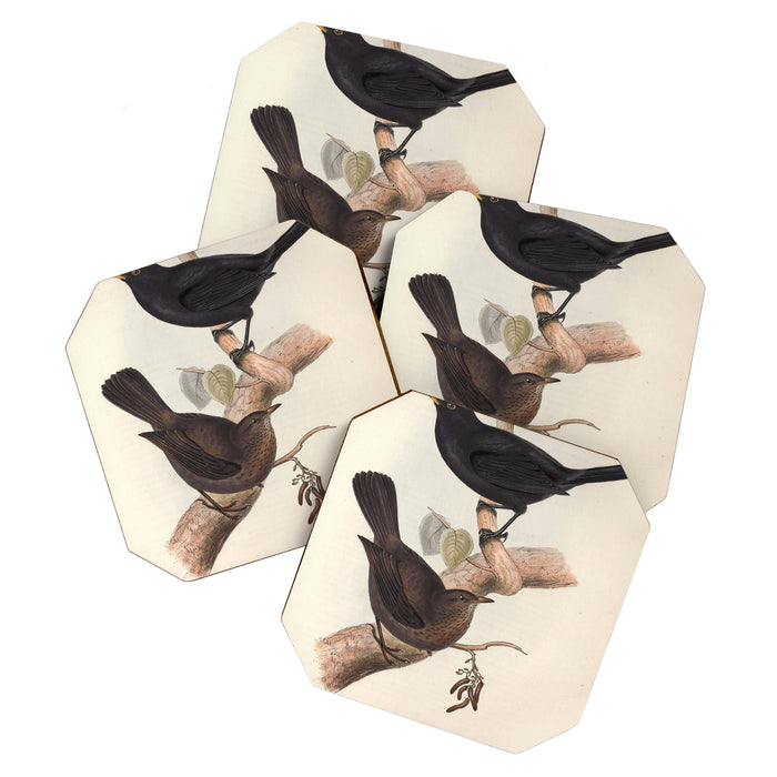 Blackbird by John and Elizabeth Gould, 1837 (benefitting The Audubon Society) Coaster Gallery Image 1