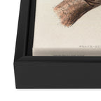 Blackbird by John and Elizabeth Gould, 1837 (benefitting The Audubon Society) Framed Canvas Print Gallery Image 3