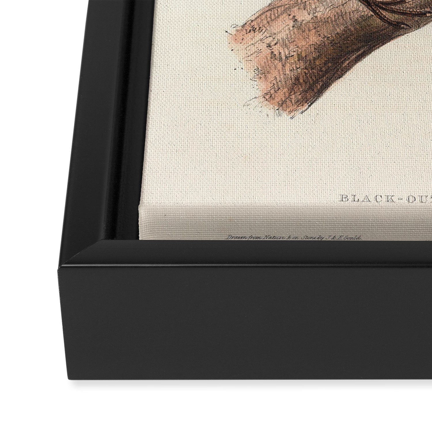 Blackbird by John and Elizabeth Gould, 1837 (benefitting The Audubon Society) Framed Canvas Print Gallery Image 3