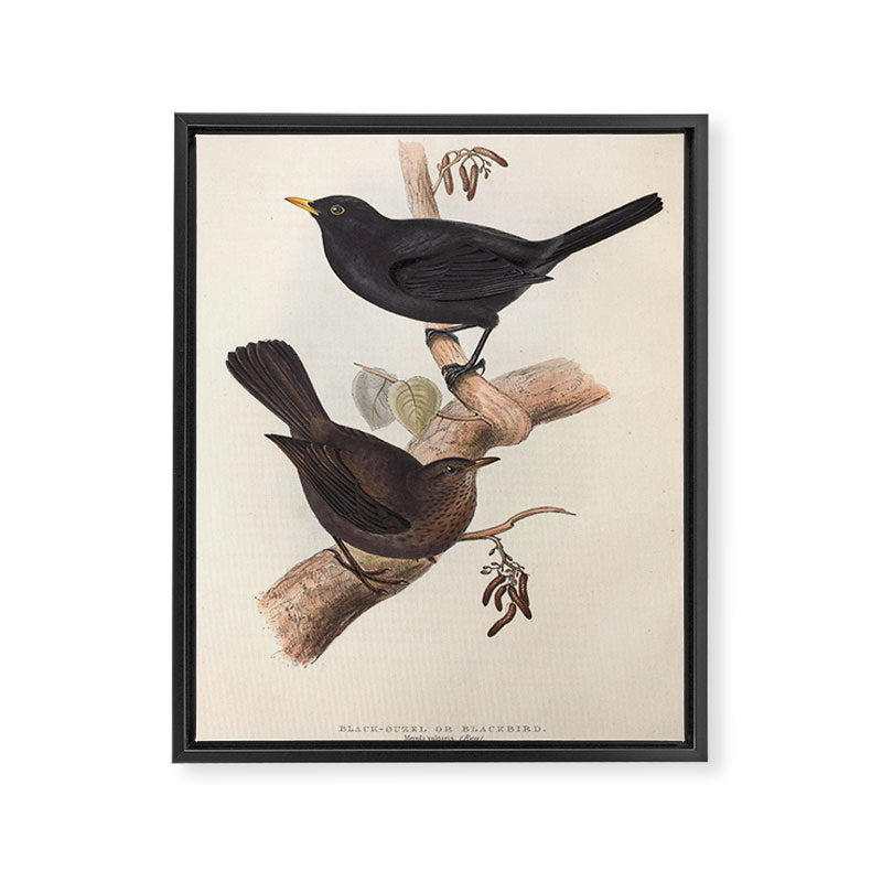 Blackbird by John and Elizabeth Gould, 1837 (benefitting The Audubon Society) Framed Canvas Print Gallery Image 6