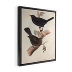 Blackbird by John and Elizabeth Gould, 1837 (benefitting The Audubon Society) Framed Canvas Print Gallery Image 2