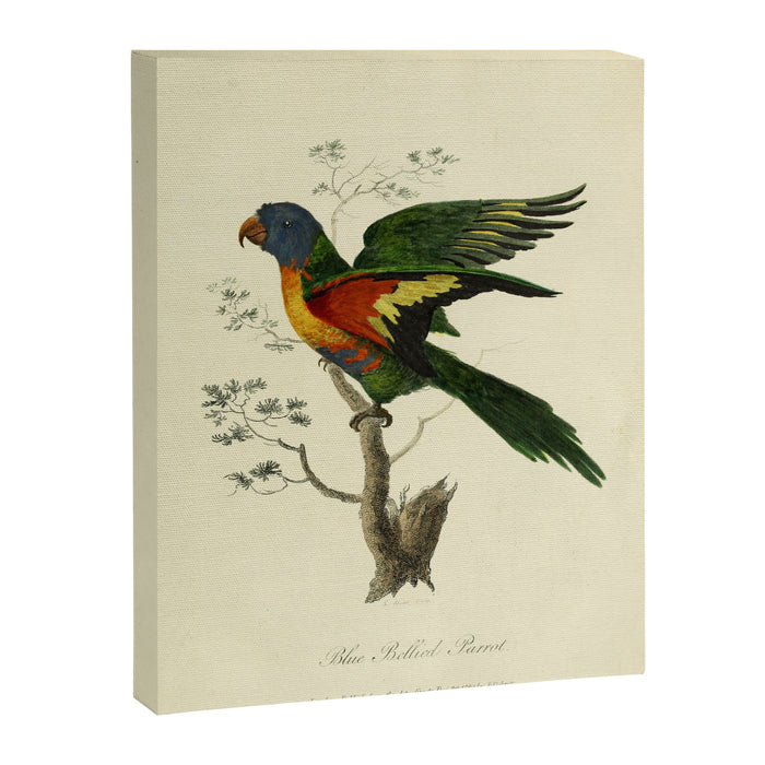 "Blue Bellied Parrot" by Sarah Stone, 1790 Canvas Print Gallery Image 1