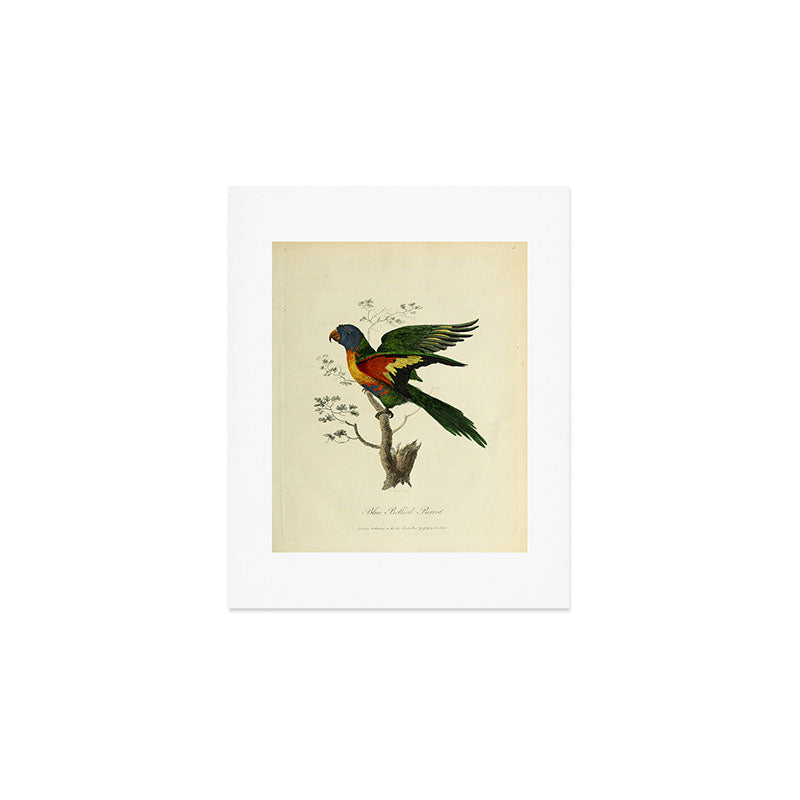 "Blue Bellied Parrot" by Sarah Stone, 1790 Art Print Gallery Image 1