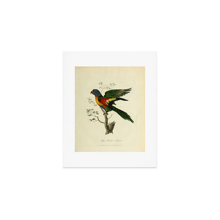 "Blue Bellied Parrot" by Sarah Stone, 1790 Art Print Gallery Image 1