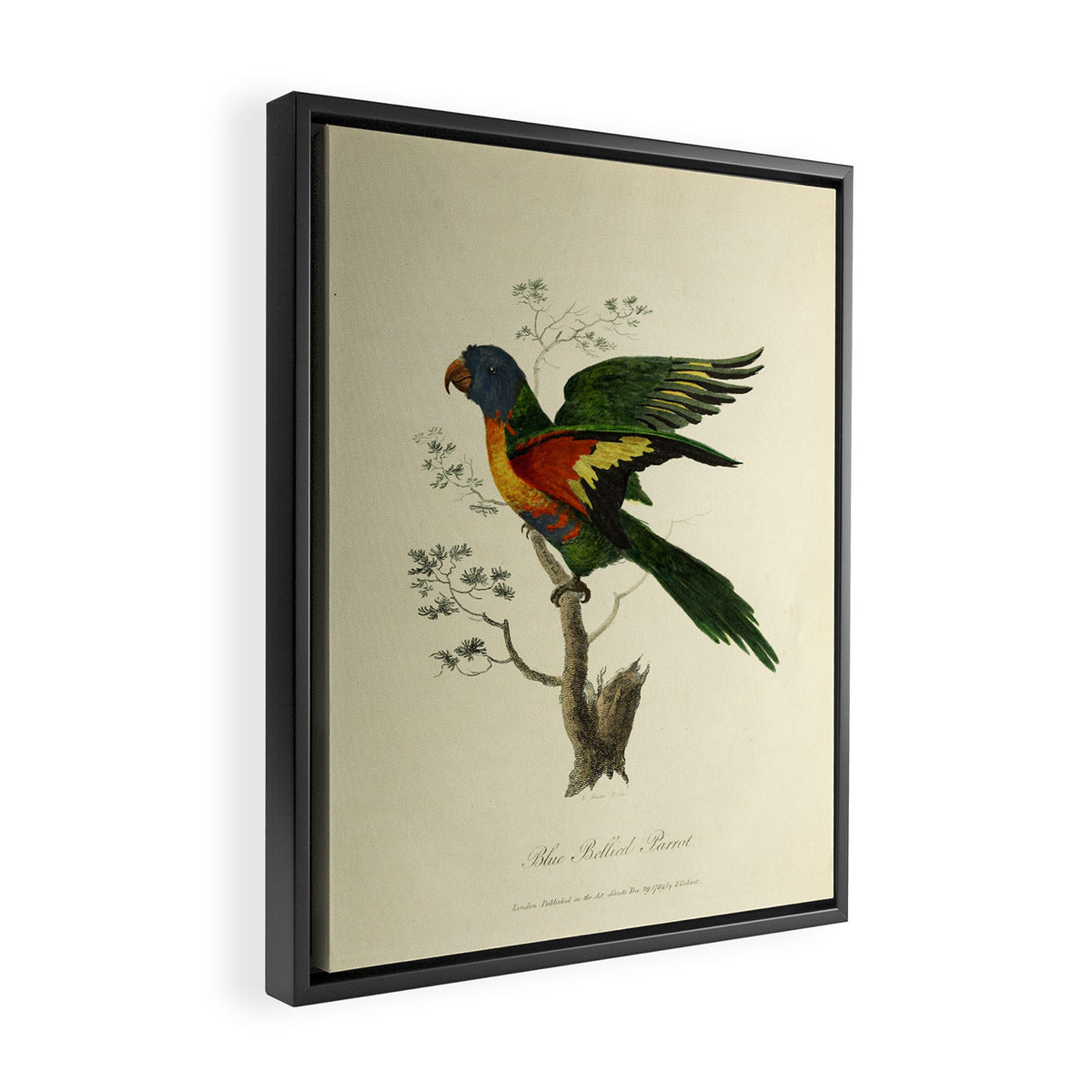 "Blue Bellied Parrot" by Sarah Stone, 1790 Framed Canvas Print Gallery Image 2