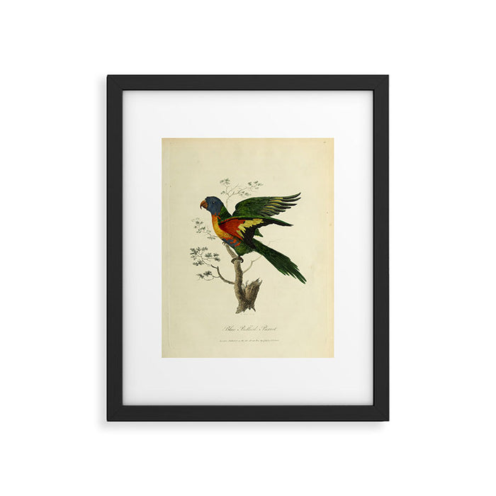 "Blue Bellied Parrot" by Sarah Stone, 1790 Framed Art Print Gallery Image 1