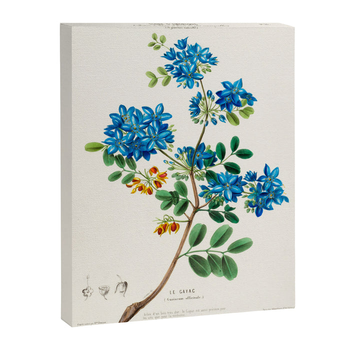 Blue flowering tree from "Flore dâAmÃ©rique" by Ãtienne Denisse, 1840s Canvas Print Gallery Image 1