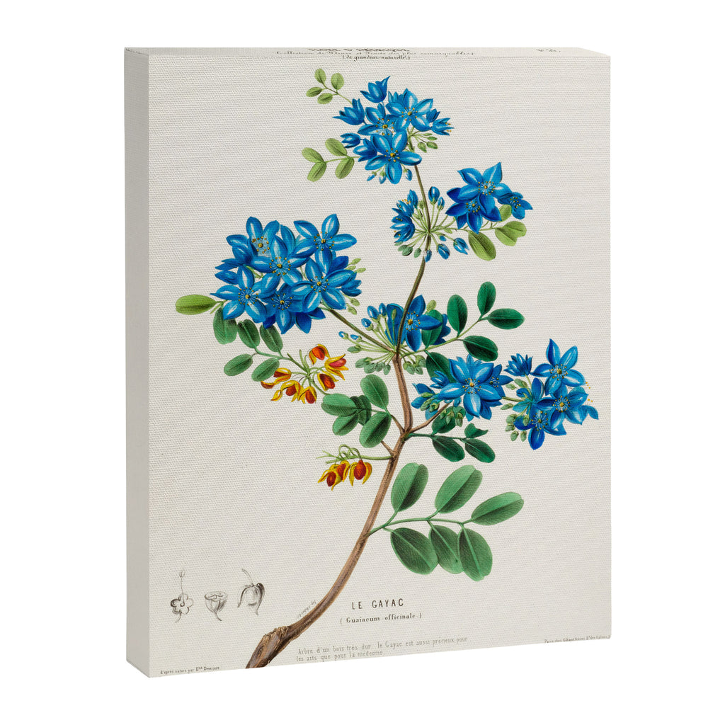 Blue flowering tree from "Flore dâAmÃ©rique" by Ãtienne Denisse, 1840s Canvas Print Gallery Image 6