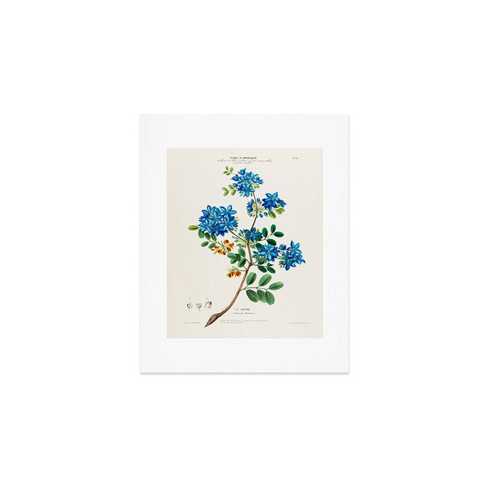 Blue flowering tree from "Flore dâAmÃ©rique" by Ãtienne Denisse, 1840s Art Print Gallery Image 1