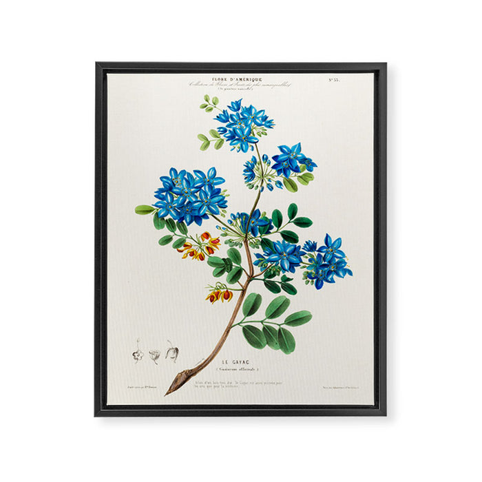 Blue flowering tree from "Flore dâAmÃ©rique" by Ãtienne Denisse, 1840s Framed Canvas Print Gallery Image 1