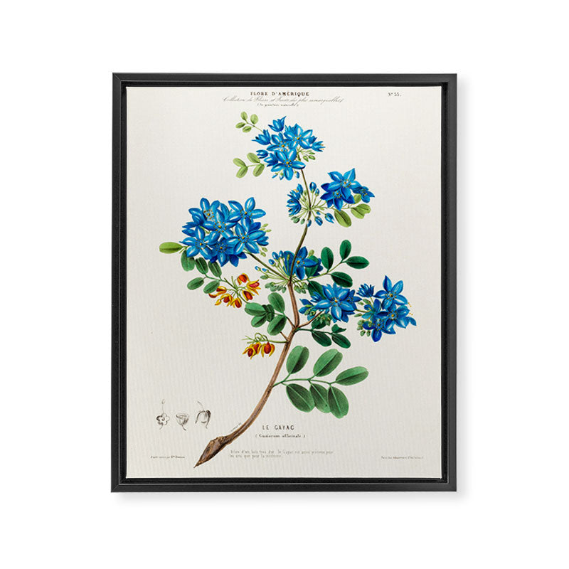 Blue flowering tree from "Flore dâAmÃ©rique" by Ãtienne Denisse, 1840s Framed Canvas Print Gallery Image 6