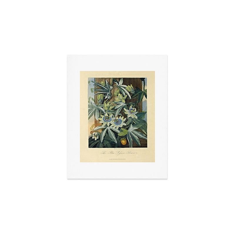Blue Passionflower from "The Temple of Flora," 1812 (benefitting The Nature Conservancy) Art Print Gallery Image 1