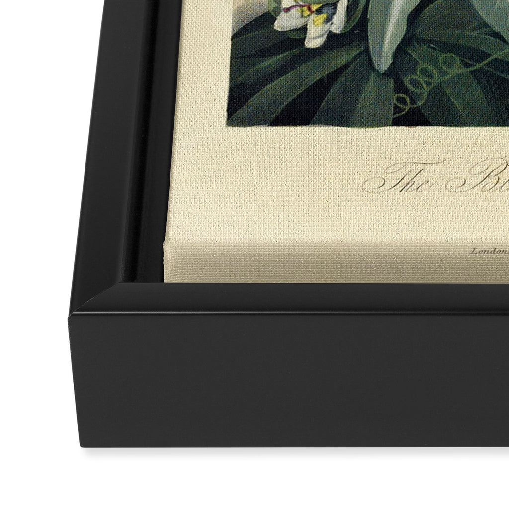 Blue Passionflower from "The Temple of Flora," 1812 (benefitting The Nature Conservancy) Framed Canvas Print Gallery Image 3