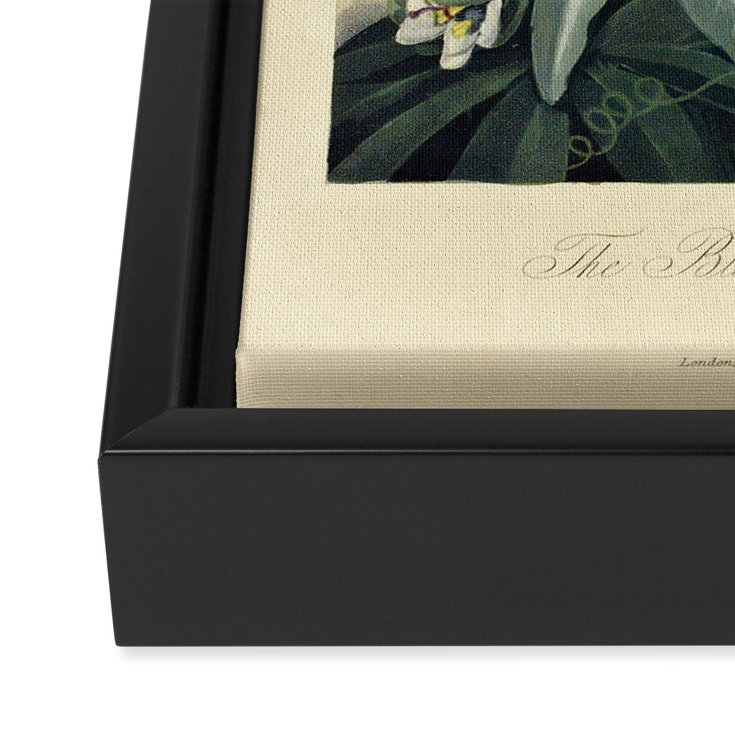 Blue Passionflower from "The Temple of Flora," 1812 (benefitting The Nature Conservancy) Framed Canvas Print Gallery Image 3
