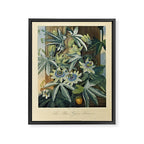 Blue Passionflower from "The Temple of Flora," 1812 (benefitting The Nature Conservancy) Framed Canvas Print Gallery Image 6