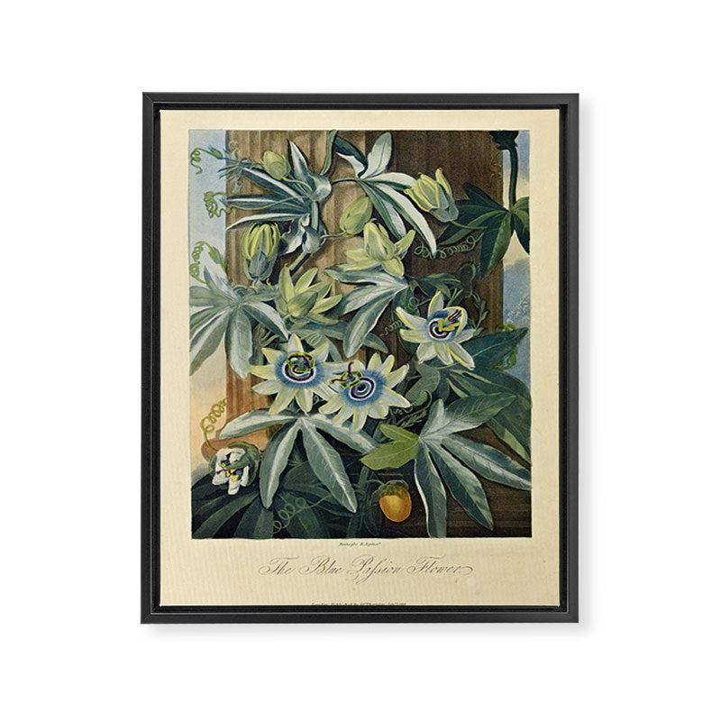 Blue Passionflower from "The Temple of Flora," 1812 (benefitting The Nature Conservancy) Framed Canvas Print Gallery Image 6