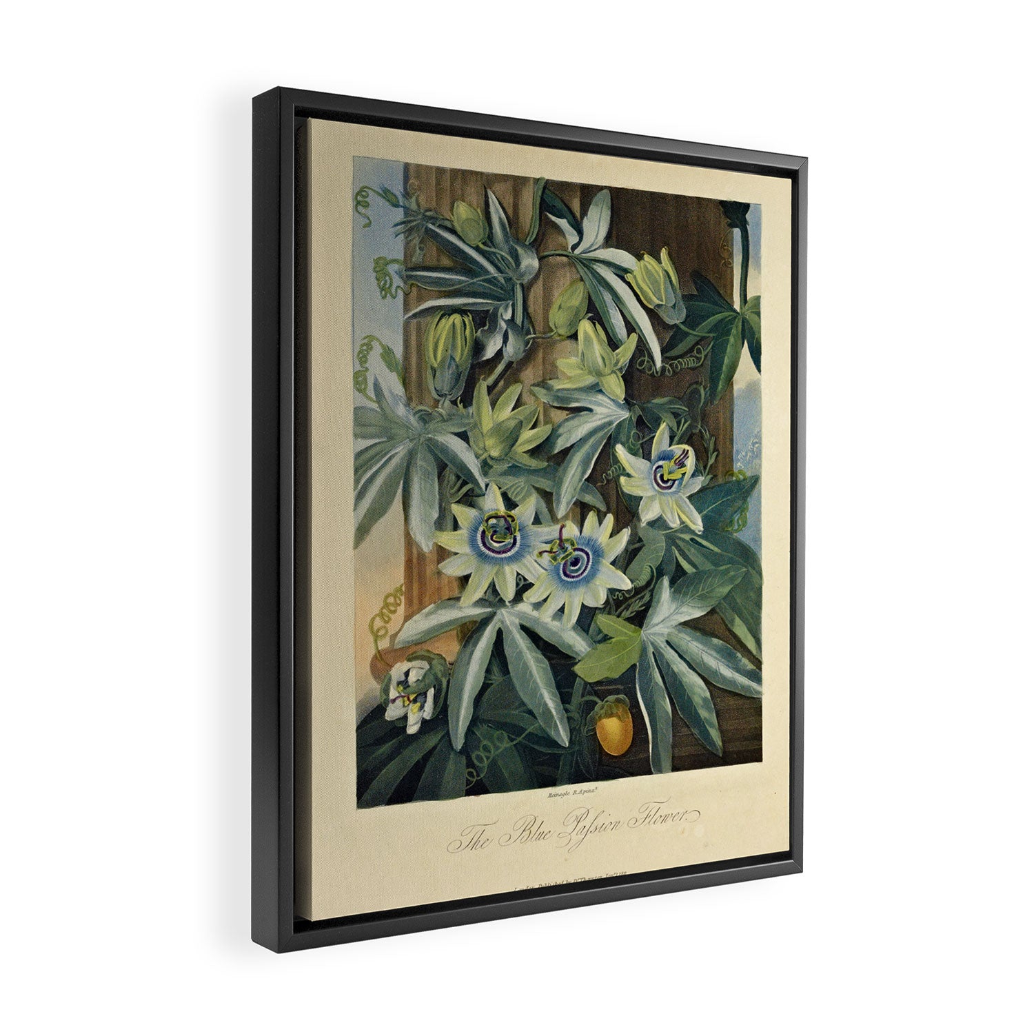 Blue Passionflower from "The Temple of Flora," 1812 (benefitting The Nature Conservancy) Framed Canvas Print Gallery Image 2