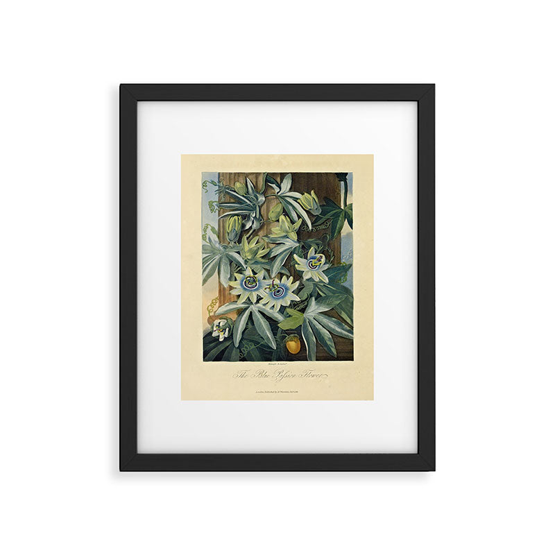 Blue Passionflower from "The Temple of Flora," 1812 (benefitting The Nature Conservancy) Framed Art Print Gallery Image 5
